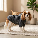 For the dog photo: “Cavalier King Charles Spaniel wearing a Granite Heather dog hoodie with a black jack-o’-lantern face on the back.”